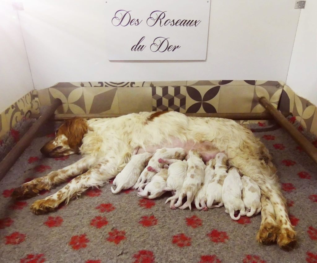 chiot Setter Anglais Des Roseaux Du Der