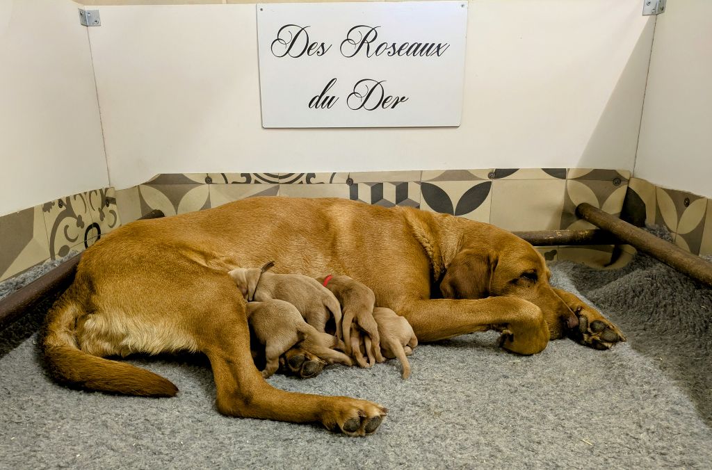 Les chiots 2025 sont nés!