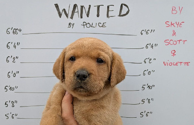 CHIOT