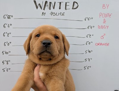 CHIOT