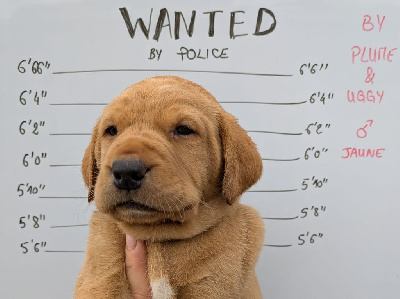 CHIOT