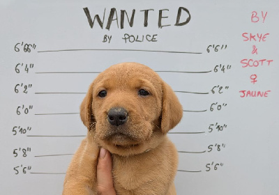 CHIOT