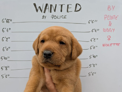 CHIOT