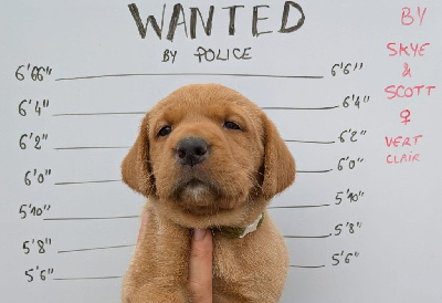 CHIOT