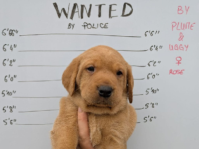 CHIOT