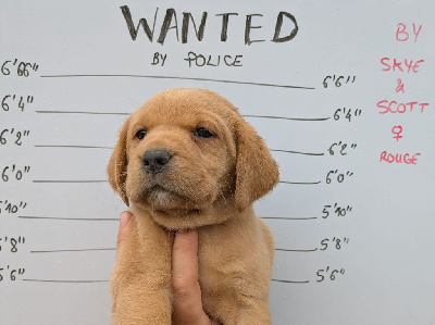 CHIOT