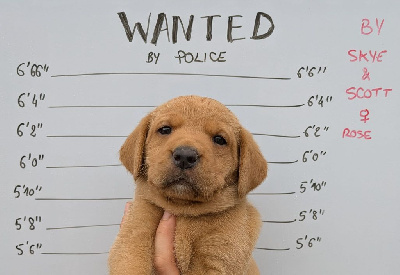 CHIOT