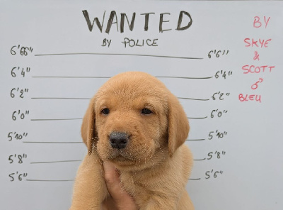 CHIOT