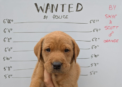 CHIOT