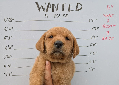 CHIOT