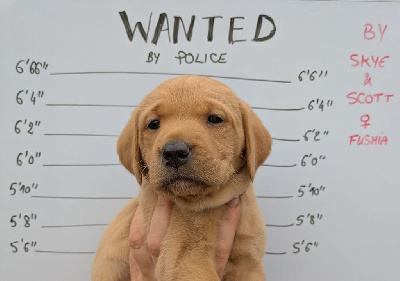 CHIOT