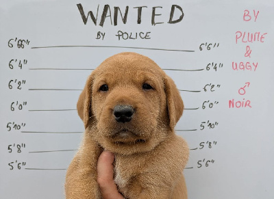 CHIOT