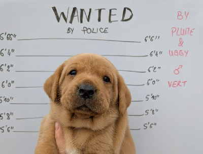 CHIOT