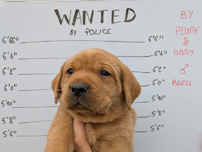 CHIOT