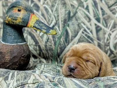 CHIOT