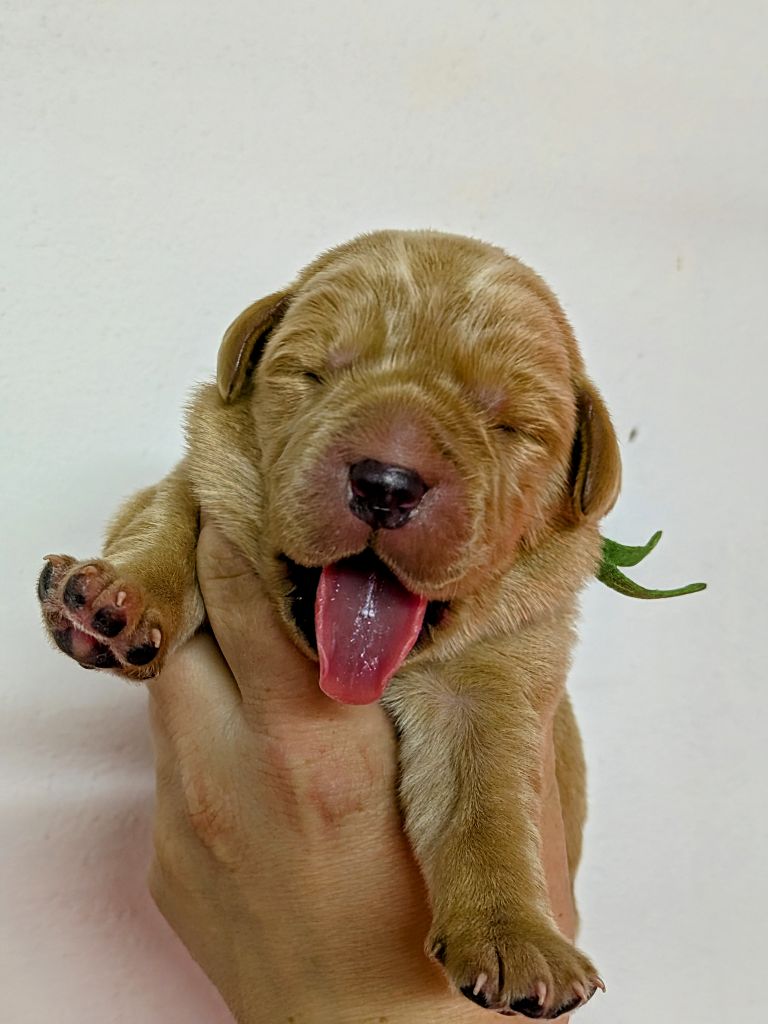 Des Roseaux Du Der - Chiots disponibles - Labrador Retriever