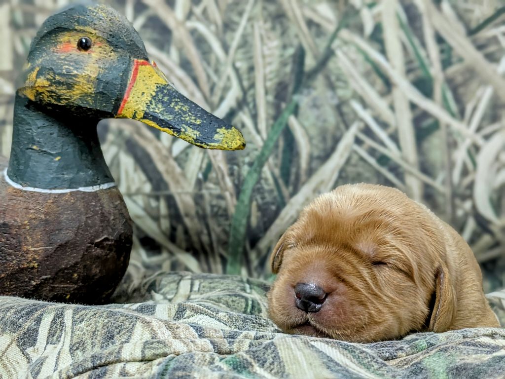 Des Roseaux Du Der - Chiots disponibles - Labrador Retriever